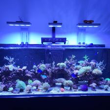 Profile image of Beautycorals