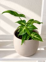 🌿 Syngonium / Pfeilblatt – wunderschöne Zimmerpflanze