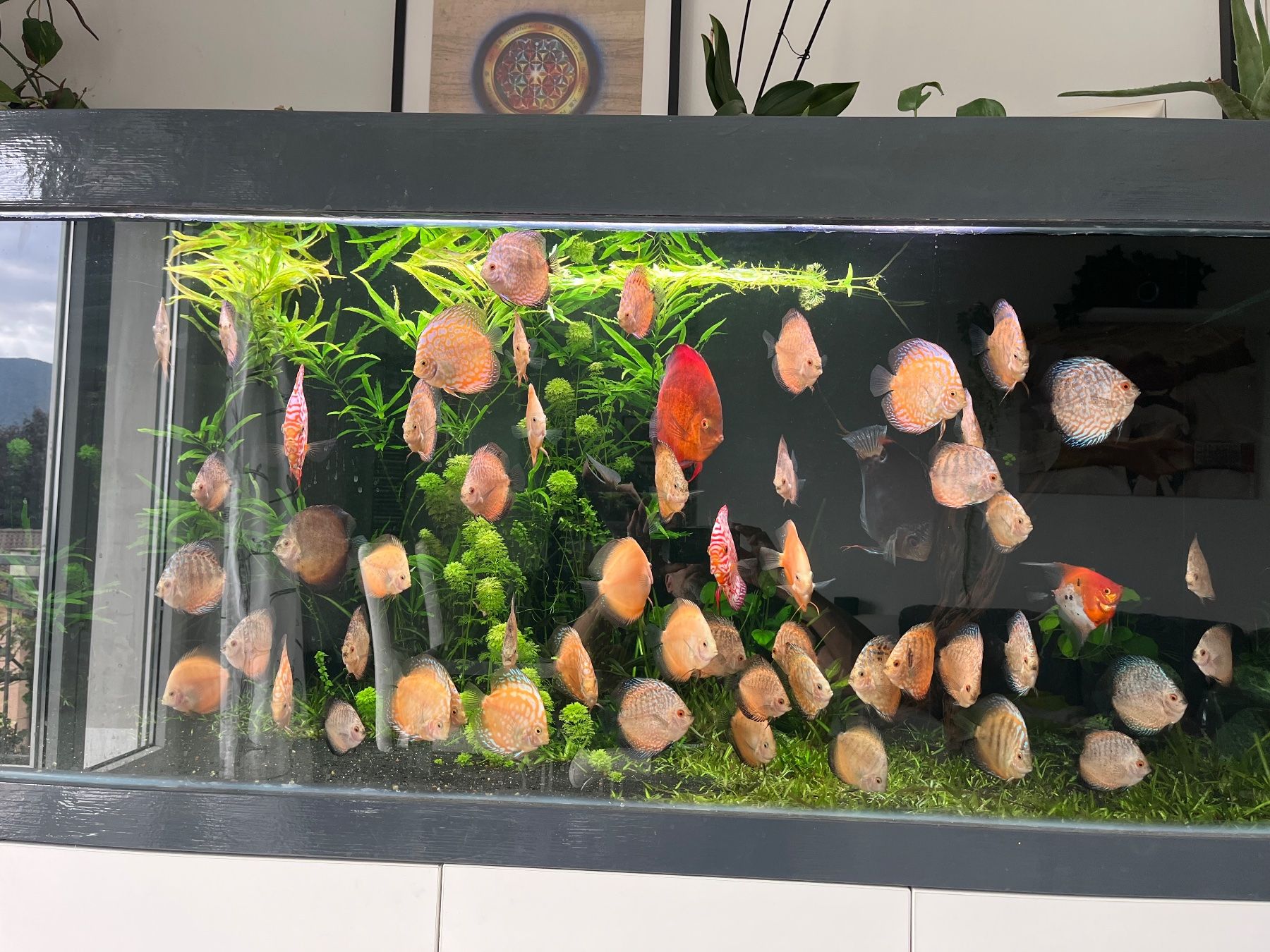 Aquarium: Discus - Diskus – Gebraucht aus Besazio von ale_t6x8 2