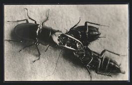 Fotografie Makroaufnahme Hirschkäfer im