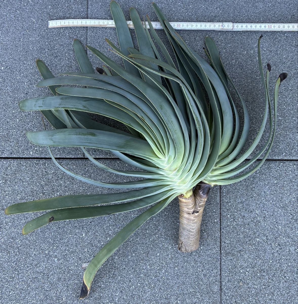 Plantes & graines: Aloe plicatilis – Neuf (Voir description) à Altendorf par Monteiroastrild 2