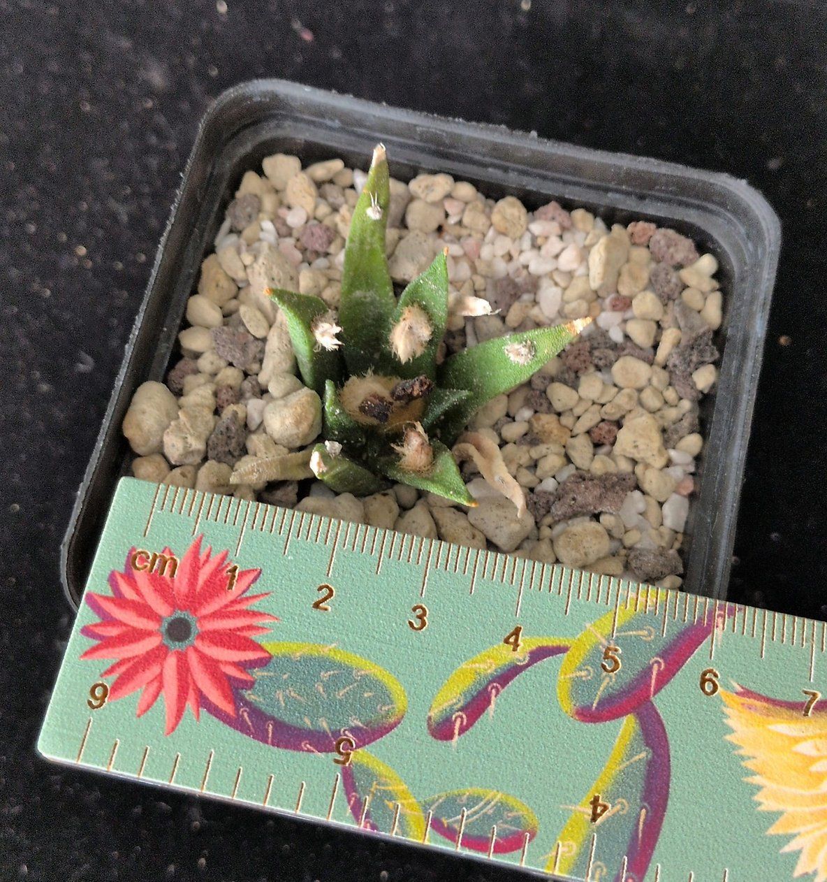 Plantes & graines: Ariocarpus agavoides – D'occasion à Vuisternens-Romont par Cold_cactus 1