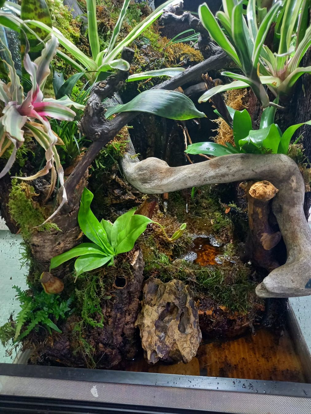 Terrario: Terrarium 40x50x60 Regenwald - NEU – Nuovo (secondo la descrizione) da Kleinlützel venduto da aller-l-ei 4