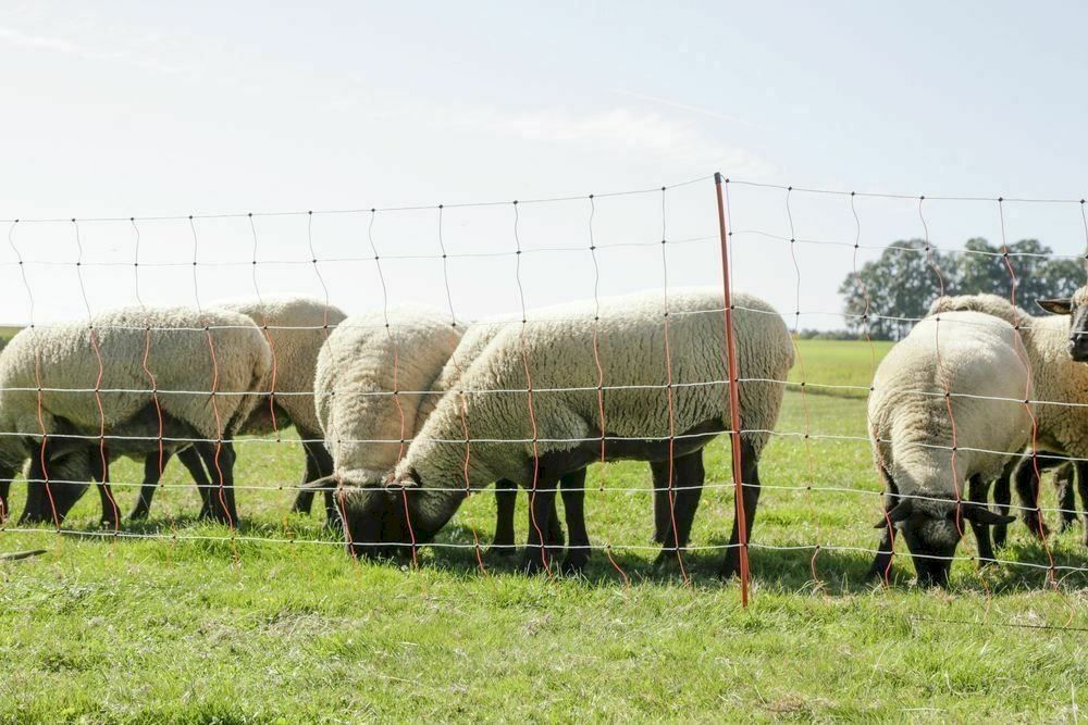 Altro in Accessori per animali: Schafnetz Elektrozaun 108 cm 50 m – Nuovo e nell'imballaggio originale da Bottighofen venduto da zaap 4