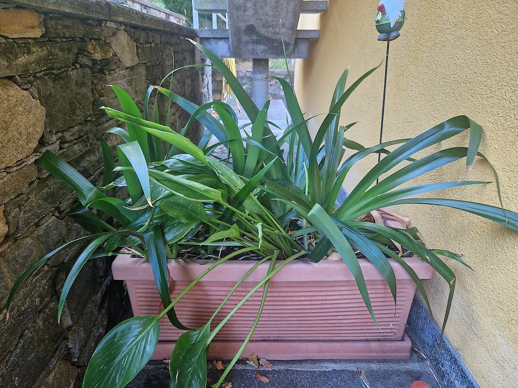 Piante & sementi: Vasche da balcone – Usato da Aurigeno venduto da dan_2xx2