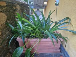 Vasche da balcone