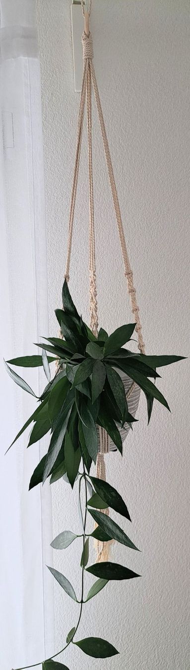 Tutte le decorazioni: Sehr schöne Makramee Blumenampel – Nuovo (secondo la descrizione) da Waldenburg venduto da Sysilu 1
