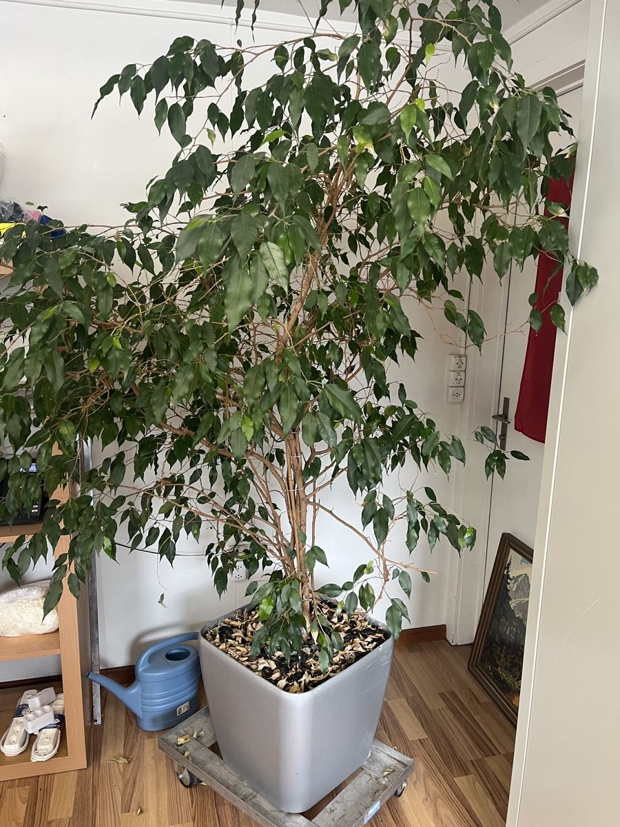 Piante & sementi: Pflanze Ficus Benjamina – Usato da Schlatt TG venduto da sarinasarina