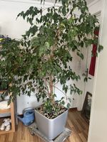 Pflanze Ficus Benjamina