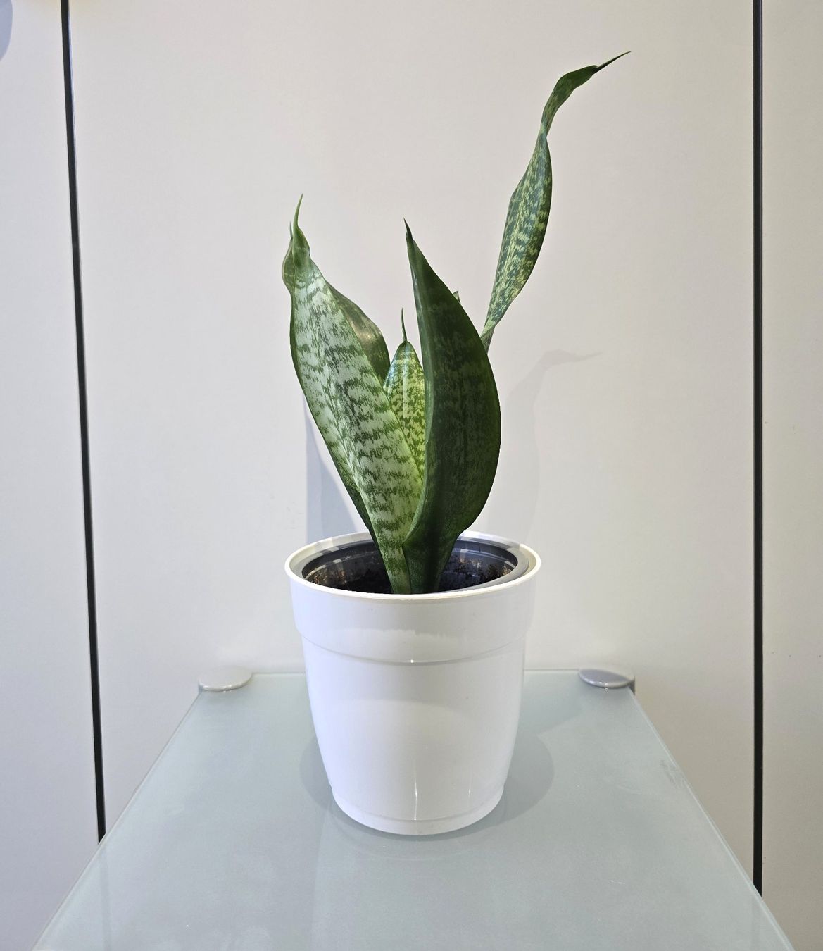 Pflanzen & Samen: Pflanze Sansevieria / Bogenhanf 39 cm – Gebraucht aus Oetwil an der Limmat von dhantal