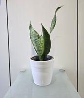 Pflanze Sansevieria / Bogenhanf 39 cm
