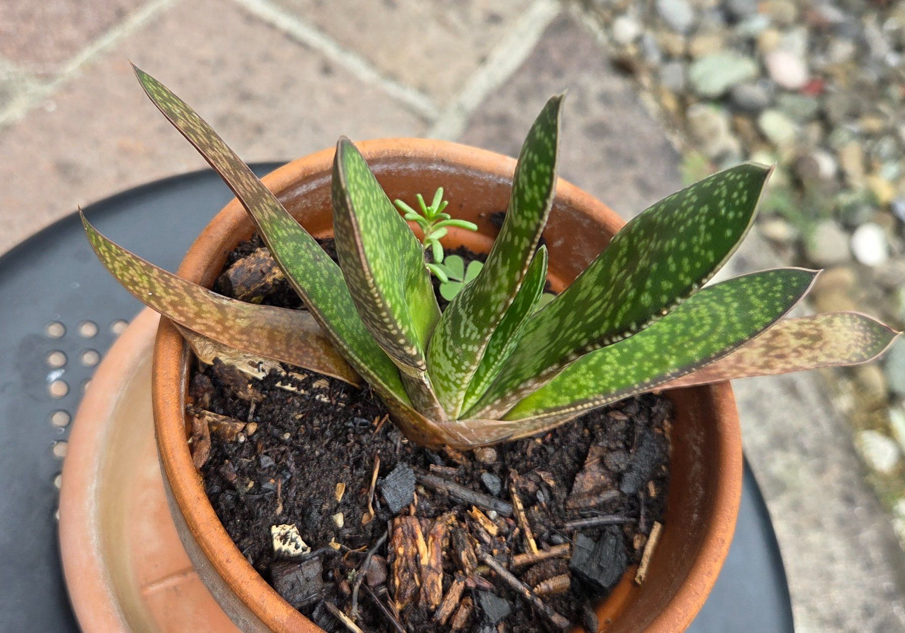 Pflanzen & Samen: Aloe Vera, kein Kaktus – Gebraucht aus Würenlos von Browni01 2