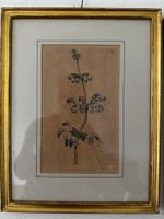 Botanischer Stich W. Curtis 1798, No 395, gerahmt