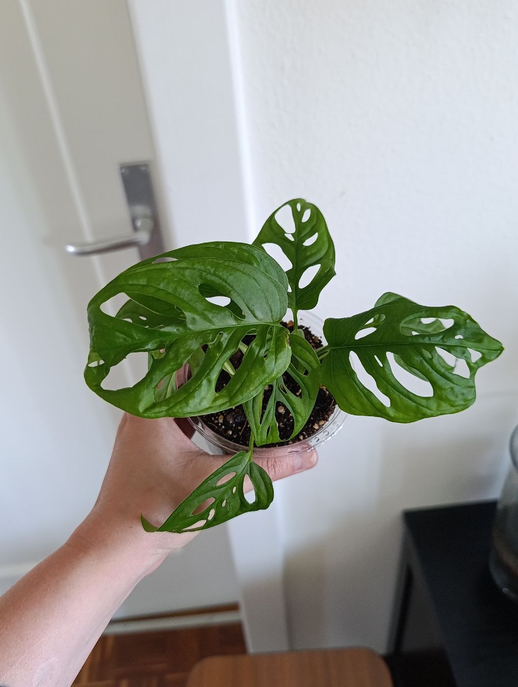Pflanzen & Samen: Monstera Adansonii  – Neu (gemäss Beschreibung) aus Baar von L.isa28 3