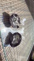 Paire de géodes en Quartz naturel – cristaux blancs
