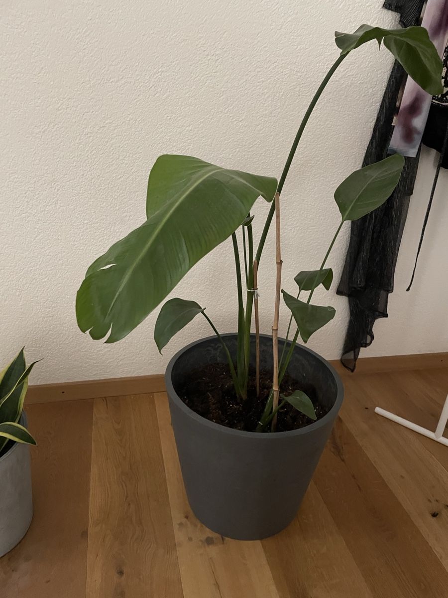 Piante & sementi: Strelitzia Nicolai  – Nuovo (secondo la descrizione) da Bern venduto da koc_n76m 2