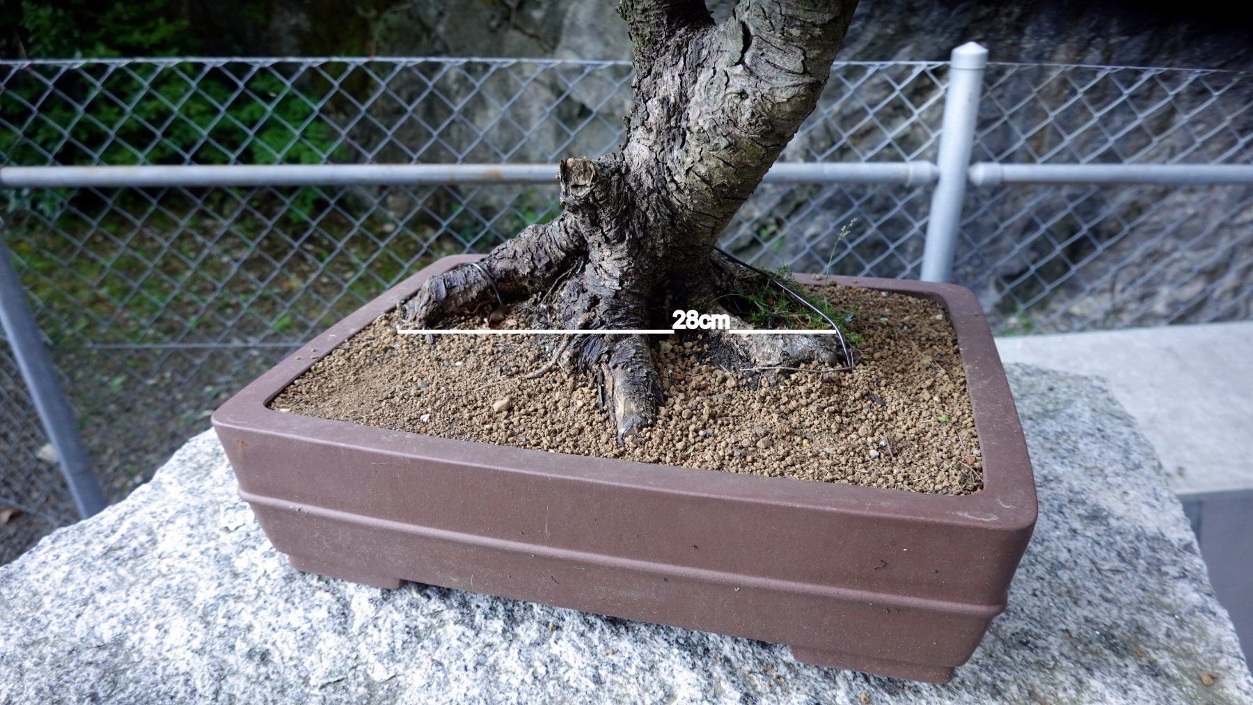 Piante & sementi: Bonsai - Picea abies – Usato da Brunnen venduto da brocundfloh 1