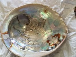 Seeopal Schale Natur grosse Abalone Paua Muschel Schale 17cm