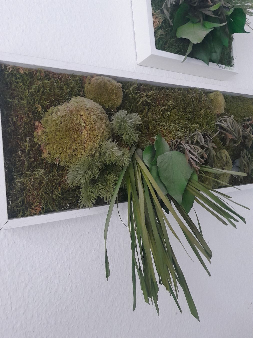 Foto & Immagini: Echtmoosbild von StyleGreen – Usato da Olten venduto da so.bi 2