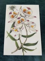 AK botanische Illustration Natur Kunstkarte