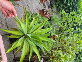 Weichblattagave Agave desmettiana Riarität