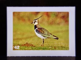 MIGROS MANIA Nature Detectives Nr. 42