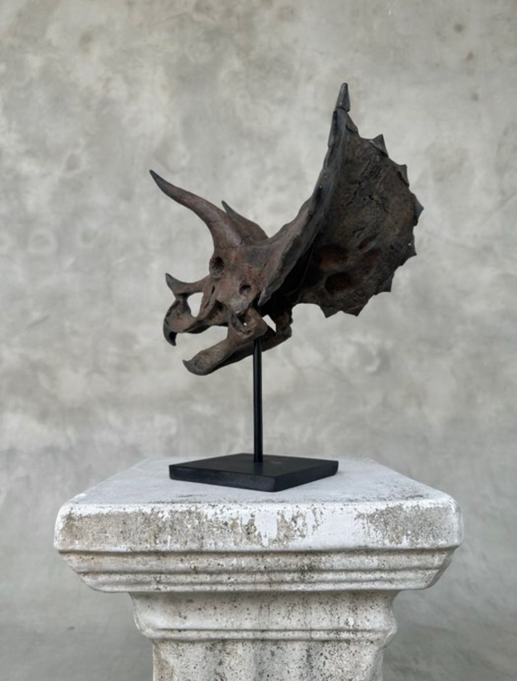 Il mondo degli animali: Crâne de tricératops – Nuovo (secondo la descrizione) da Biel/Bienne venduto da Dragonpandora 4
