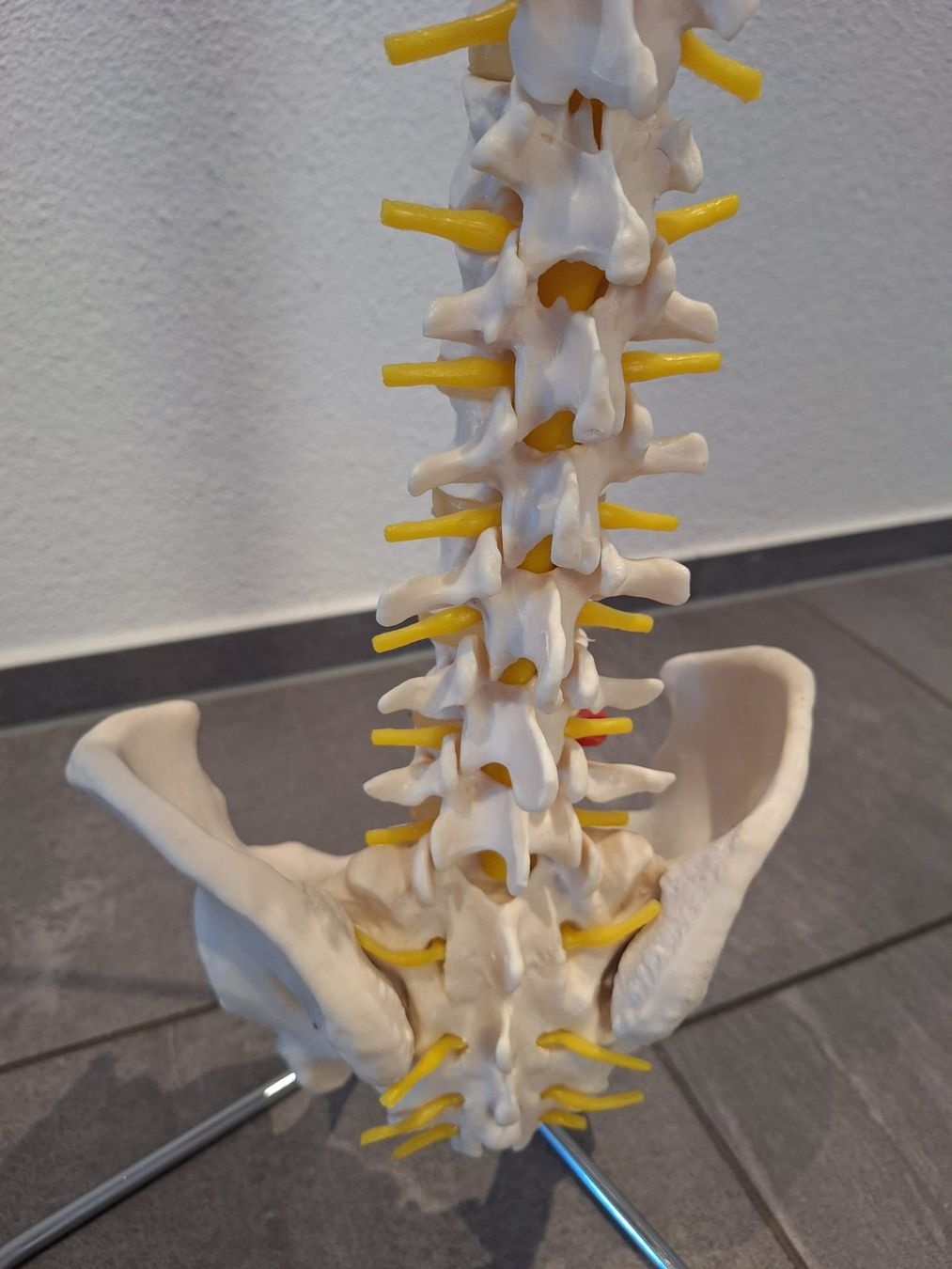 Attrezzature mediche: Flexibles Wirbelsäulenmodell mit Stativ – Nuovo (secondo la descrizione) da Birr venduto da Ghostpower1958 1