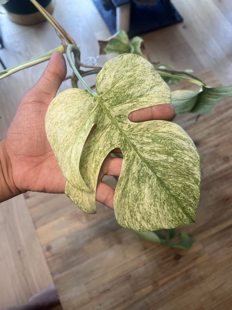 Piante & sementi: Monstera Jungle Mint – Usato da Meilen venduto da THE_SWISS_PLANTS 2