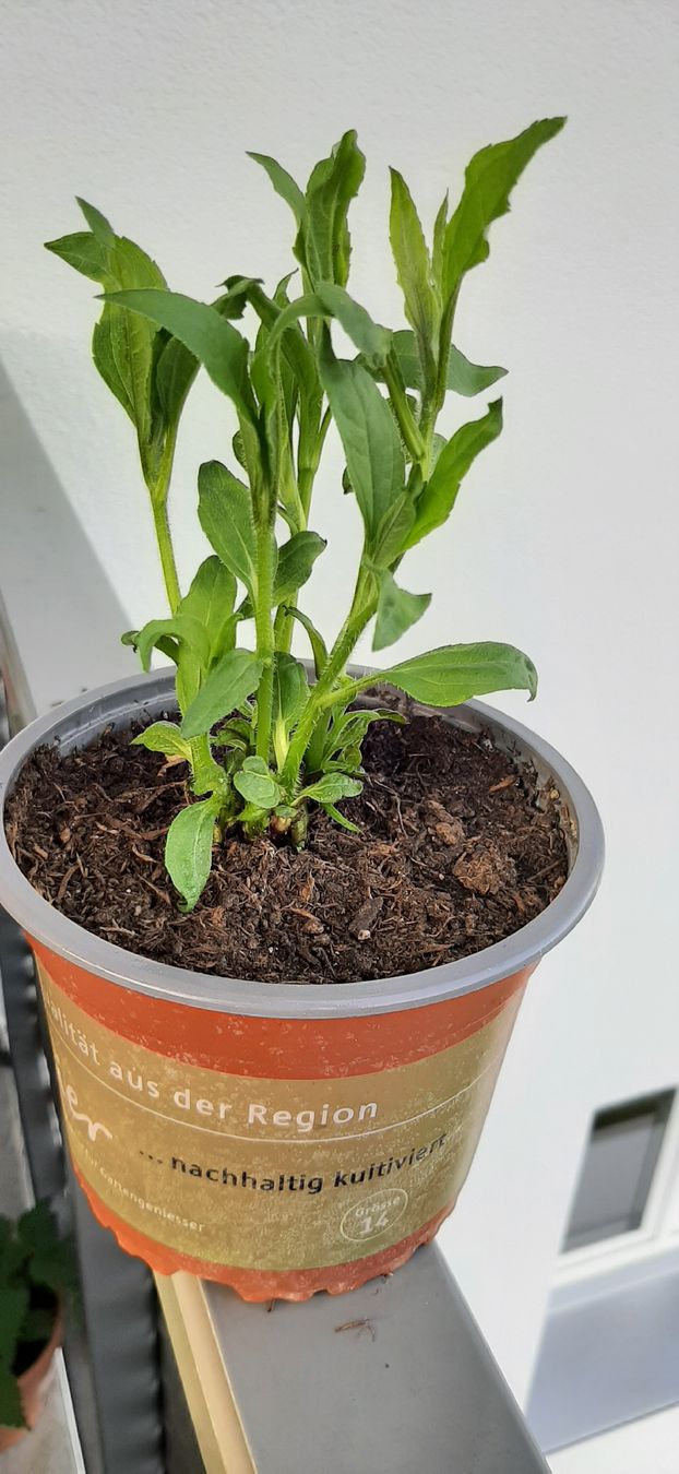 Plantes & graines: Mehrtriebige Topinambur, essbare Knollensonnenblume – Neuf avec emballage d'origine à Kreuzlingen par Vwpassat6 3