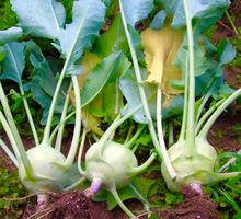 50 Samen Grüne Kohlrabi 🥬 50 Graines De Chou-Rave Vert