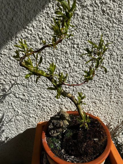 Piante & sementi: Bonsai Korkenzieherweide – Usato da Egliswil venduto da didiflu