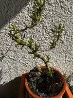 Bonsai Korkenzieherweide