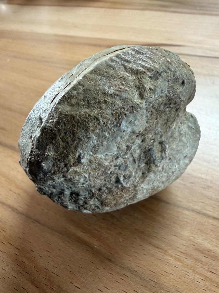 Fossili: Versteinerte Herzmuschel – Usato da Grenchen venduto da Bastet007 7