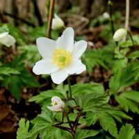 NEU 20 Sämlinge WALDANEMONE (Anemonoides Nemorosa) Wildblume
