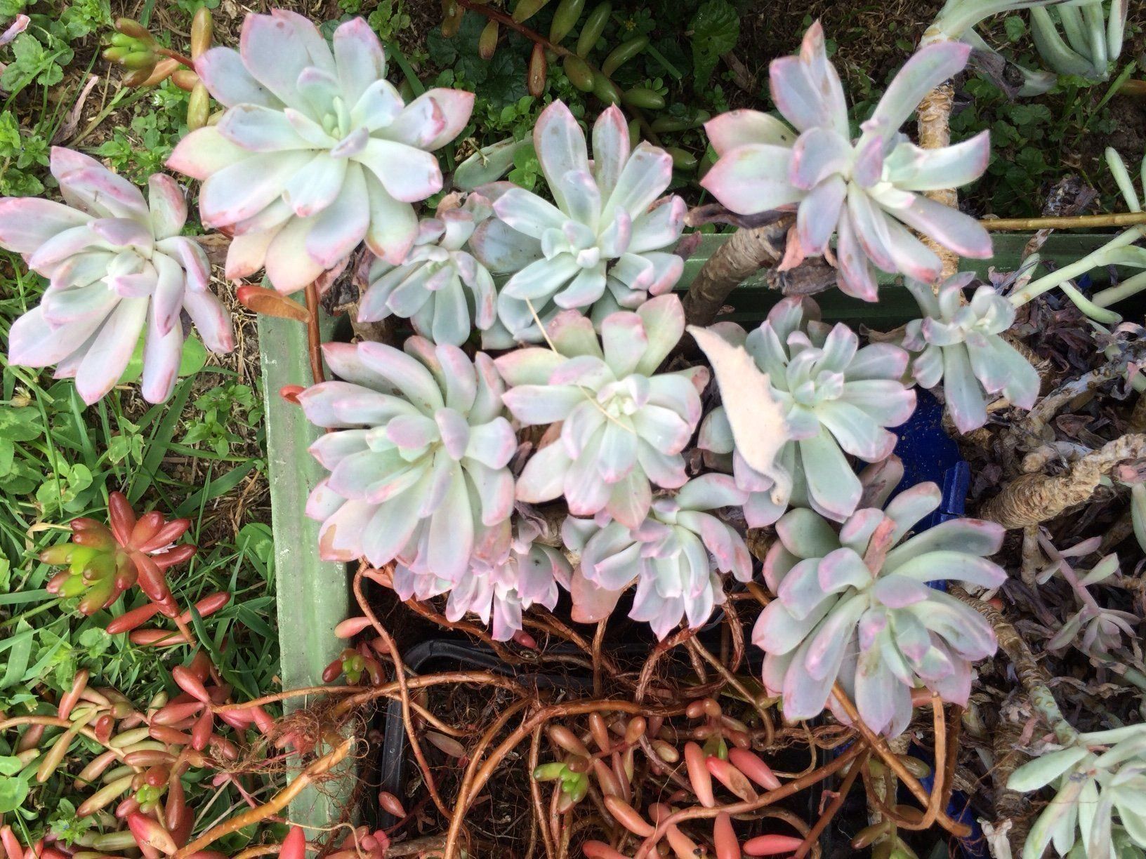 Piante & sementi: Echeveria runyonii – Nuovo (secondo la descrizione) da Vinelz venduto da Wellensittich55 3