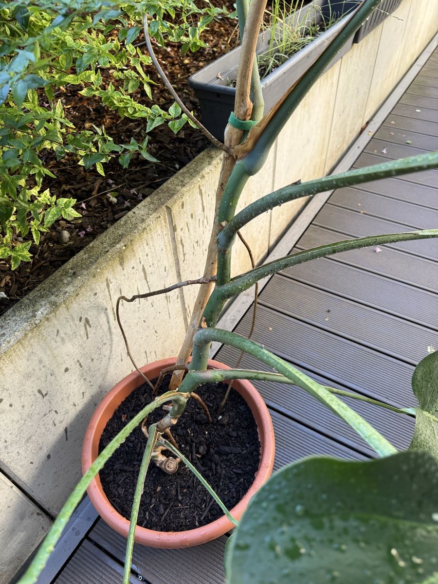 Piante & sementi: Monstera Deliciosa  – Usato da Grosshöchstetten venduto da Al___Uk 6