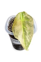 🖤 Alocasia Black Velvet Gold 🖤