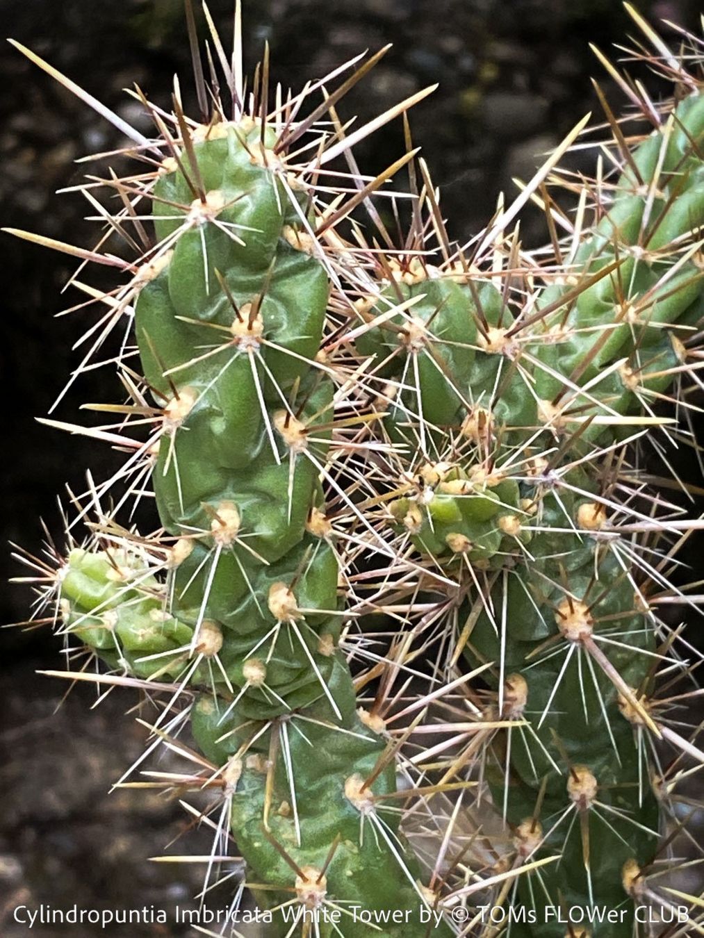 Piante & sementi: Cylindropuntia Imbricata White Tower - Tree Cholla – Nuovo e nell'imballaggio originale da Adliswil venduto da astom369 3