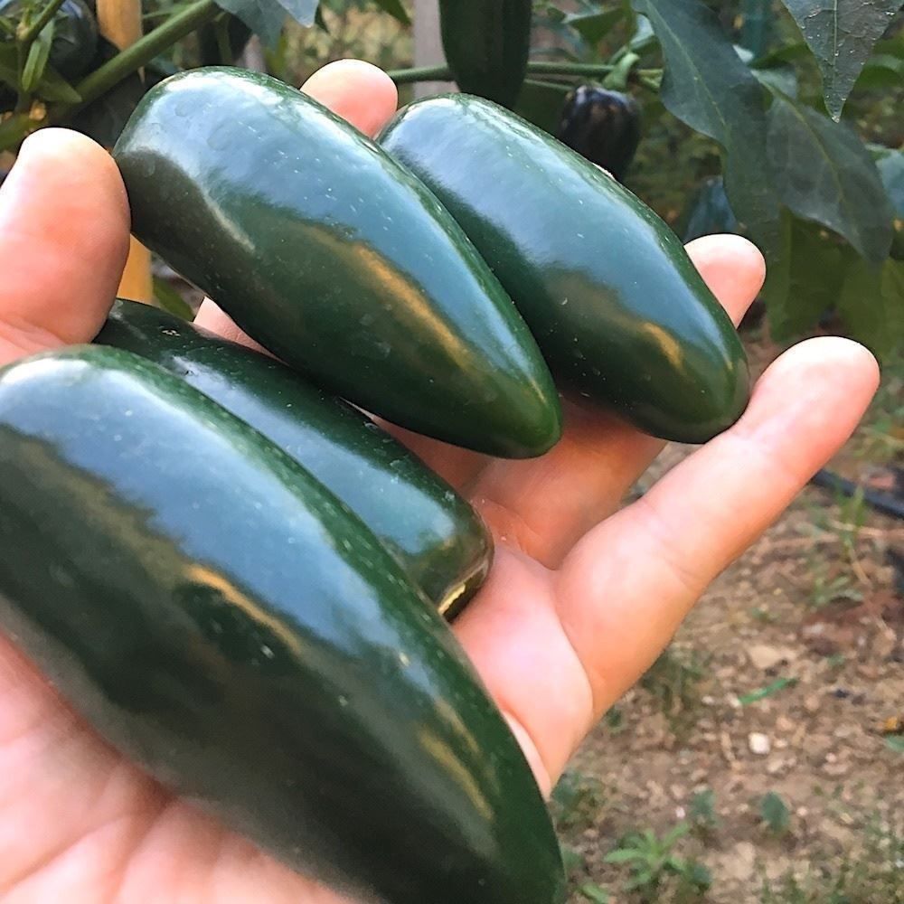 Piante & sementi: Piment Jalapeno 15g – Nuovo (secondo la descrizione) da Bremblens venduto da FIBONACCI369 1