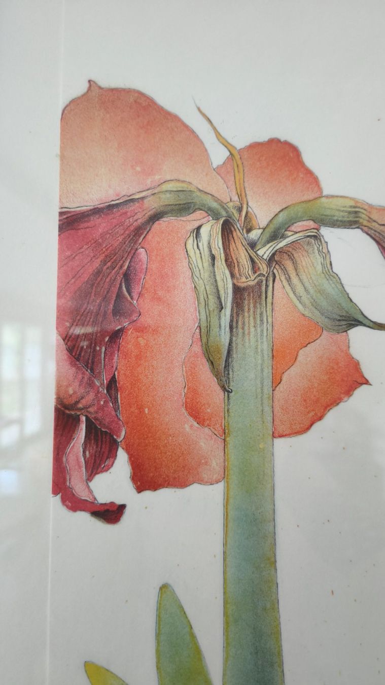 Posters & Illustrations: Bild Hanke Blume mit Rahmen – D'occasion à Thun par kisc93 4