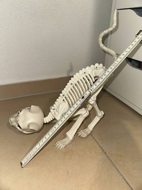 Tutte le decorazioni: Plastik Katzen-Skelett Dekoration – Usato da Schlieren venduto da S_Dragon