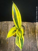 Sansevieria Trifasciata Golden Flame - robust & pflegeleicht