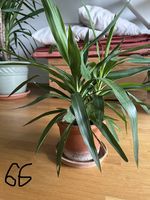 Yucca Palme 66 cm