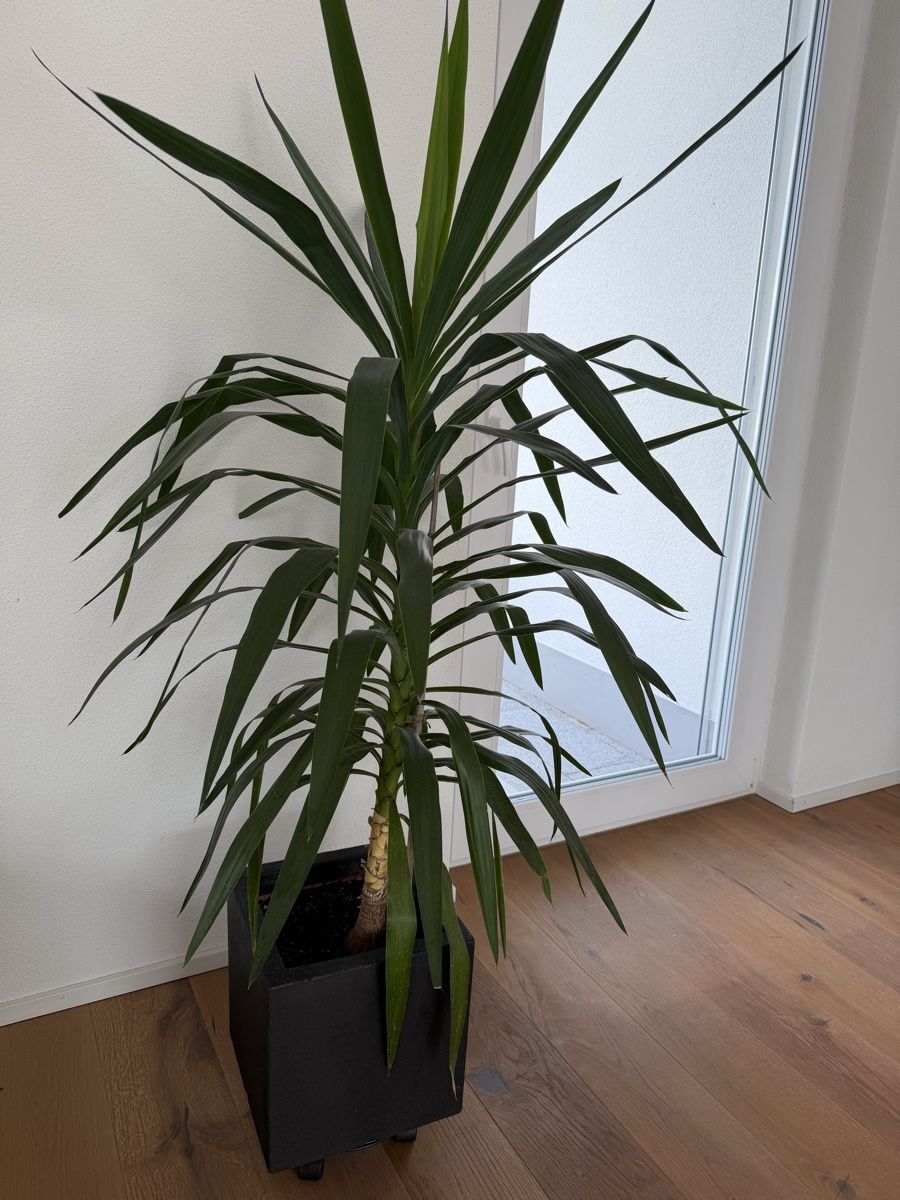 Piante & sementi: Yucca Palme  – Usato da Schaffhausen venduto da Giannina28