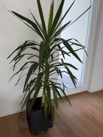 Yucca Palme 