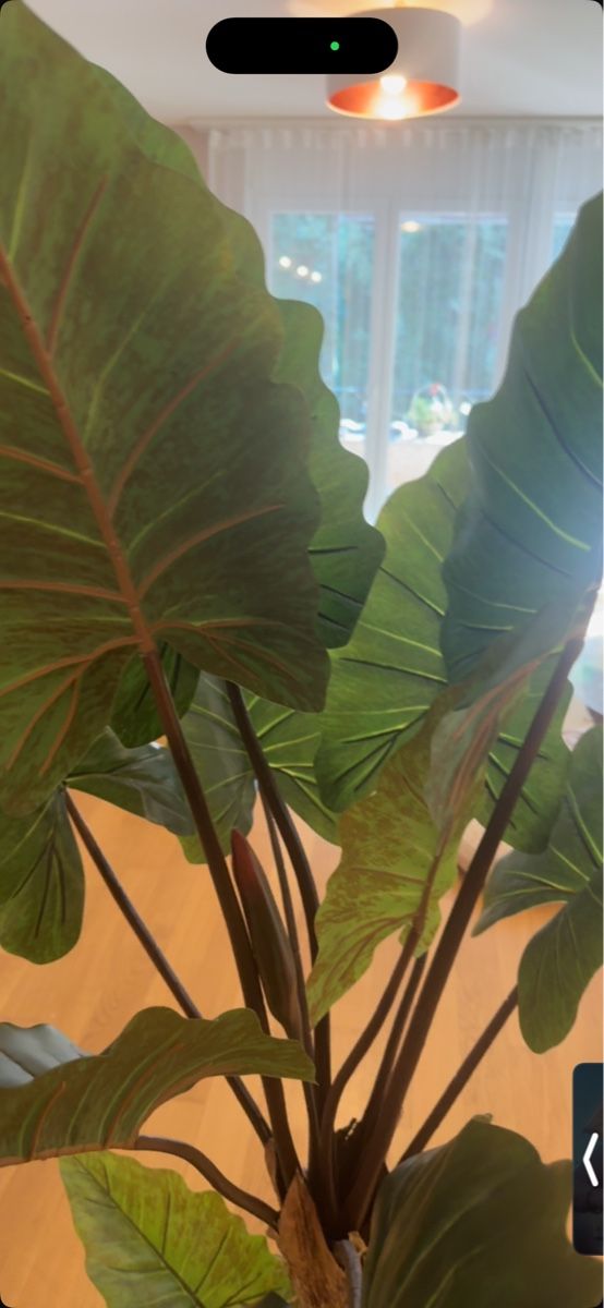 Piante & sementi: Kunstpflanze 160cm – Nuovo (secondo la descrizione) da Rothrist venduto da Zal_m27z 1