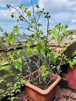 Grosser Feigenbaum im Kübel  viele Früchte  CHF 70.