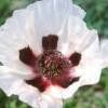 Piante & sementi: Coquelicot géant blanc  2 PLANTS PAVOT D'ORIENT – Nuovo (secondo la descrizione) da Bremblens venduto da FIBONACCI369 1