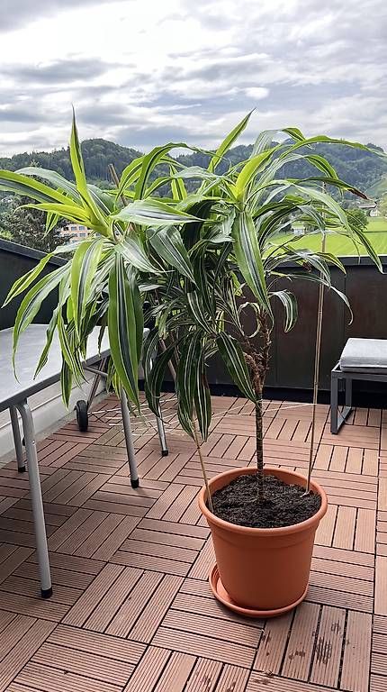 Piante & sementi: Drachenbaum (Dracaena fragrans) – Usato da Heerbrugg venduto da Jaspis_87
